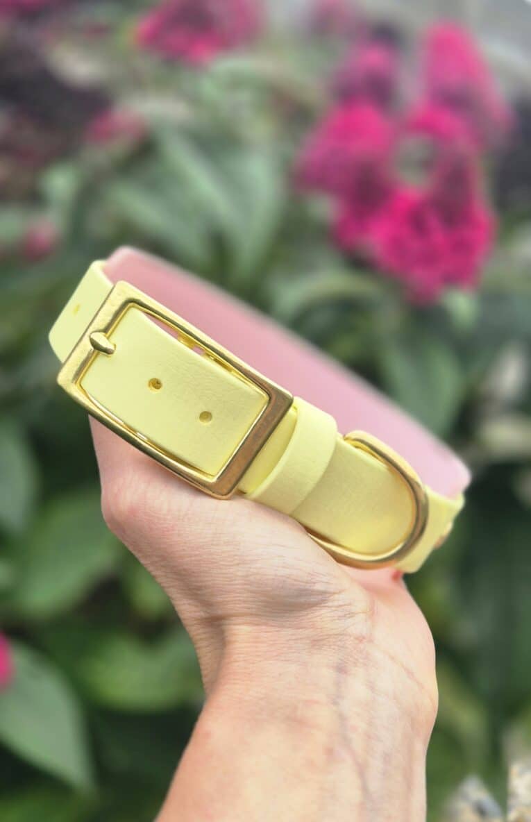 Cream custom hound collar with solid brass buckle and hardware, held against blooming pink flowers.
