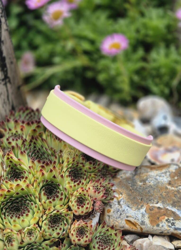 Pale yellow and pink double layer hound collar displayed on textured green succulent in garden setting.