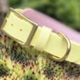 Cream BioThane hound collar with brass hardware displayed on textured green plant, garden setting.