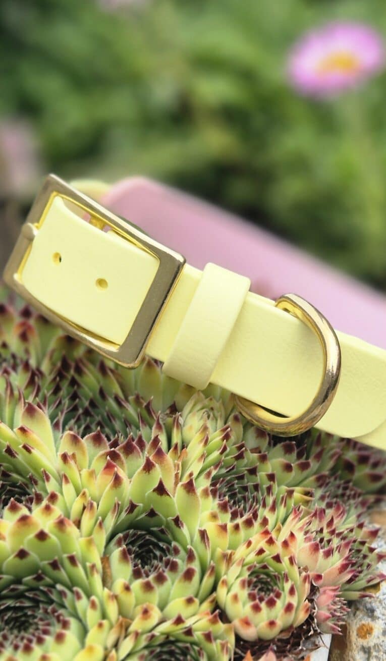 Cream BioThane hound collar with brass hardware displayed on textured green plant, garden setting.