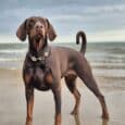 Chocolate Labrador wearing Aubreys x Lutchfords paracord collar on beach, standing in shallow water