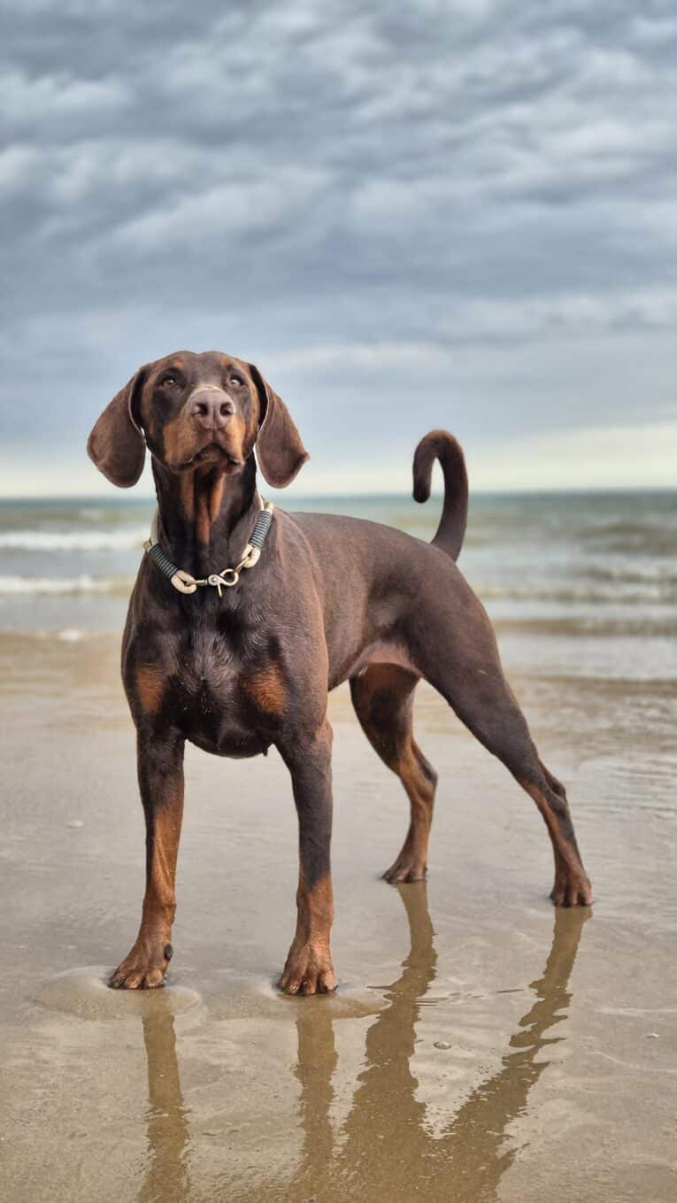 Chocolate Labrador wearing Aubreys x Lutchfords paracord collar on beach, standing in shallow water