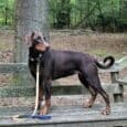 Black dog wearing Aubreys x Lutchfords navy blue paracord collar and lead in woodland setting.