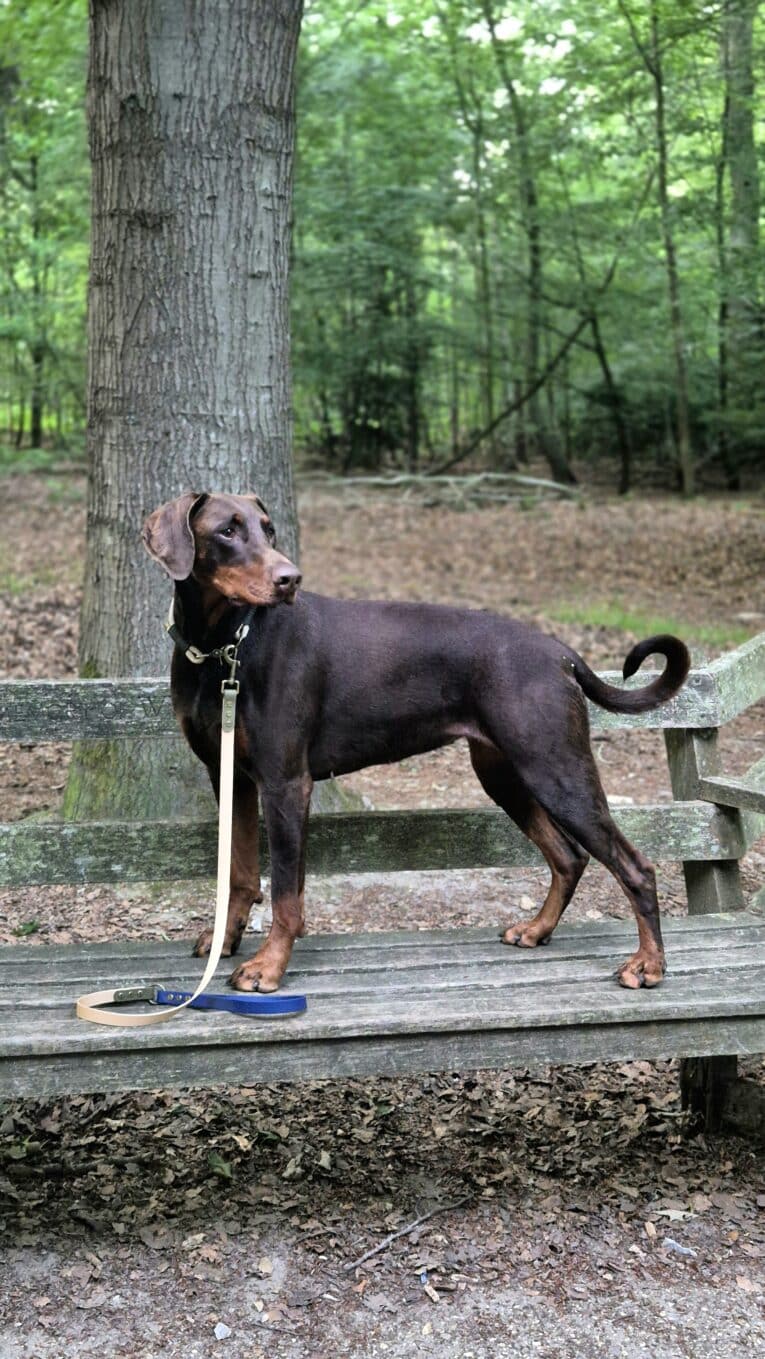Black dog wearing Aubreys x Lutchfords navy blue paracord collar and lead in woodland setting.