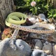 Pastel printed BioThane lead coiled beside rocks and succulents in a sunny garden setting.