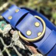 Royal blue extra wide BioThane collar with antique brass hardware and stud detailing, displayed on lichen-covered branch.