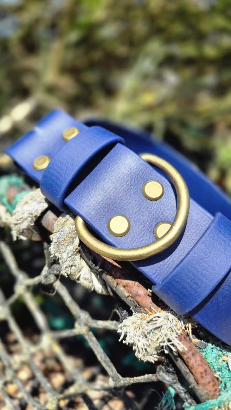Royal blue extra wide BioThane collar with antique brass hardware and stud detailing, displayed on lichen-covered branch.