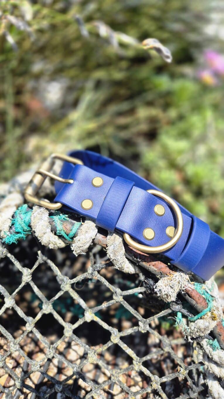 Royal blue extra wide BioThane collar with antique brass hardware, displayed on weathered netting outdoors.