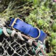 Bright blue extra wide BioThane collar with antique brass hardware, displayed on weathered netting in a garden setting.