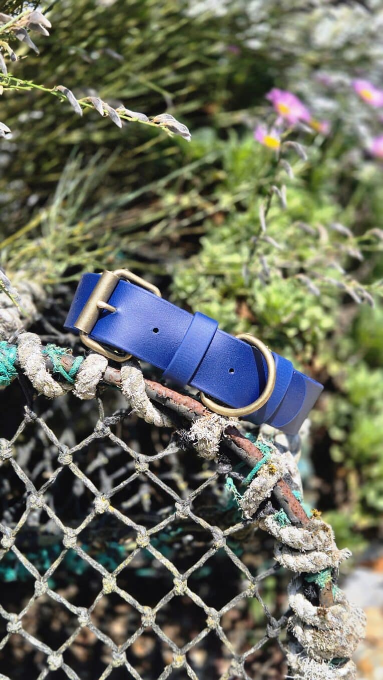 Bright blue extra wide BioThane collar with antique brass hardware, displayed on weathered netting in a garden setting.