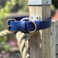 Royal blue extra wide BioThane collar with brass hardware, displayed on wooden post in garden setting.