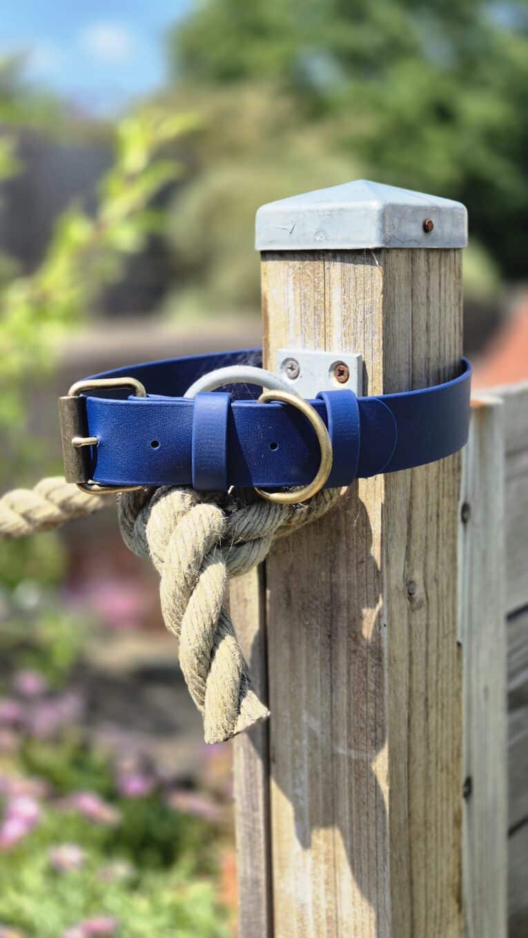 Royal blue extra wide BioThane collar with brass hardware, displayed on wooden post in garden setting.