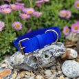 Bright blue extra wide BioThane collar displayed on a stone, with purple daisies and green foliage blurred behind.