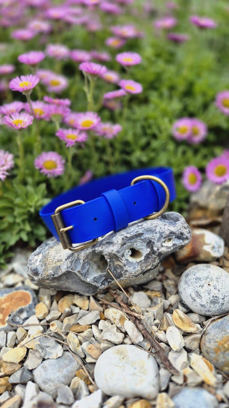 Bright blue extra wide BioThane collar displayed on a stone, with purple daisies and green foliage blurred behind.